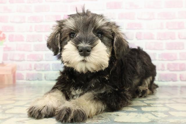 福島県のミニチュアシュナウザー (Coo&RIKU会津若松店/2025年12月15日生まれ/女の子/ソルトペッパー)の子犬の2枚目の画像