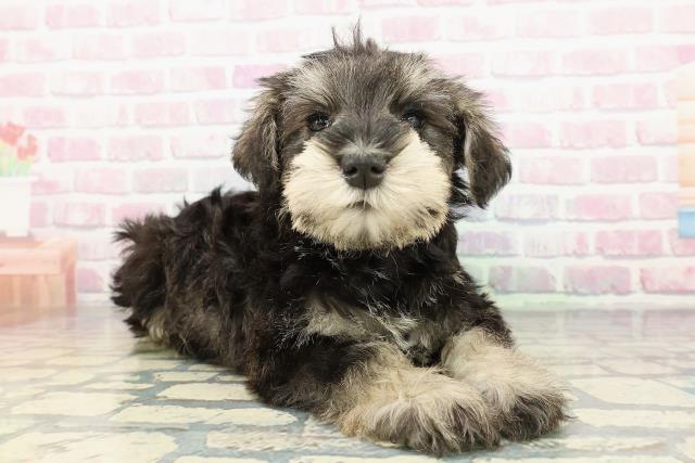 福島県のミニチュアシュナウザー (Coo&RIKU会津若松店/2025年12月15日生まれ/女の子/ソルトペッパー)の子犬の3枚目の画像