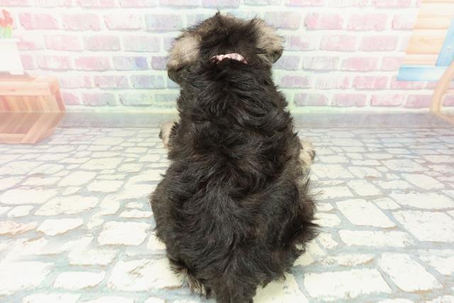 福島県のミニチュアシュナウザー (Coo&RIKU会津若松店/2025年12月15日生まれ/女の子/ソルトペッパー)の子犬の4枚目の画像