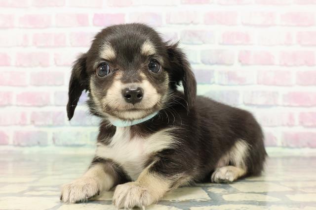 神奈川県のチワックス(チワワ×ダックス) (Coo&RIKU横浜旭店/2025年12月15日生まれ/男の子/ブラックタン)の子犬の2枚目の画像