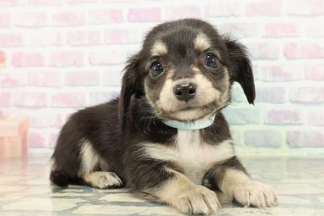 神奈川県のチワックス(チワワ×ダックス) (Coo&RIKU横浜旭店/2025年12月15日生まれ/男の子/ブラックタン)の子犬の3枚目の画像