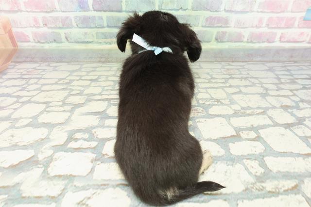 神奈川県のチワックス(チワワ×ダックス) (Coo&RIKU横浜旭店/2025年12月15日生まれ/男の子/ブラックタン)の子犬の4枚目の画像