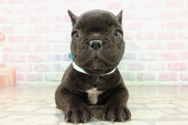 群馬県のフレンチブルドッグ (Coo&RIKU前橋店/2025年12月13日生まれ/男の子/ブリンドル)の子犬
