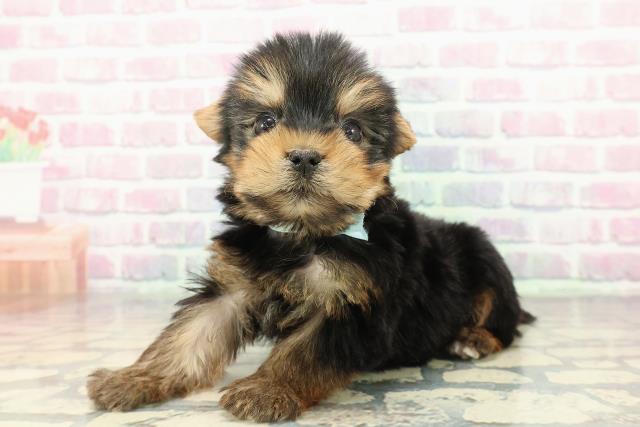 東京都のヨークシャーテリア (Coo&RIKU府中店/2025年12月14日生まれ/男の子/スチールブルータン)の子犬の2枚目の画像