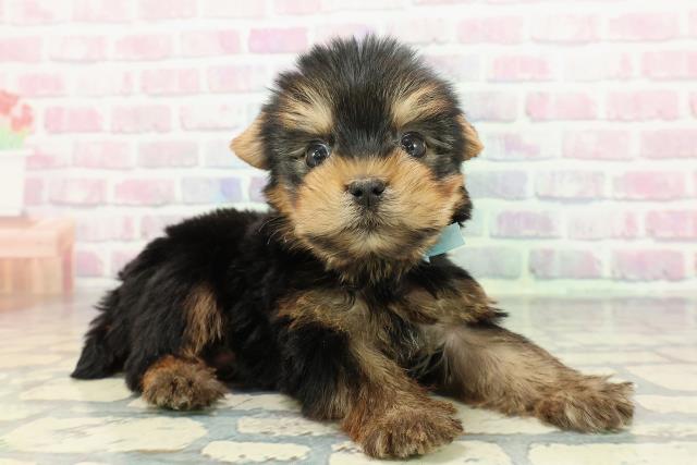 東京都のヨークシャーテリア (Coo&RIKU府中店/2025年12月14日生まれ/男の子/スチールブルータン)の子犬の3枚目の画像