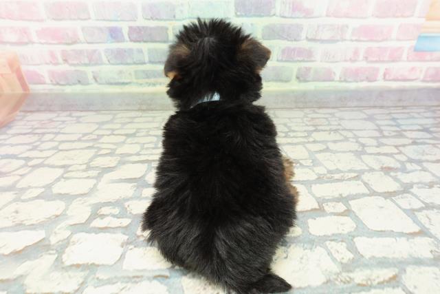 東京都のヨークシャーテリア (Coo&RIKU府中店/2025年12月14日生まれ/男の子/スチールブルータン)の子犬の4枚目の画像