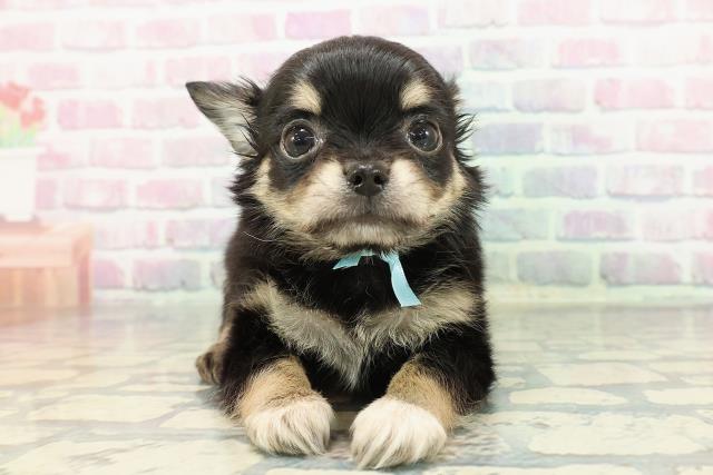 静岡県のチワワ(ロング) (Coo&RIKU藤枝店/2025年12月14日生まれ/男の子/ブラックタンホワイト)の子犬の1枚目の画像