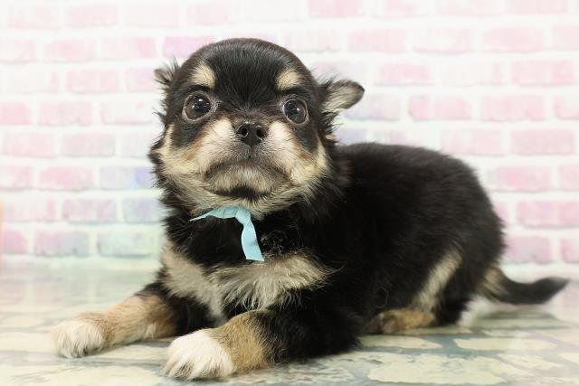 静岡県のチワワ(ロング) (Coo&RIKU藤枝店/2025年12月14日生まれ/男の子/ブラックタンホワイト)の子犬の2枚目の画像