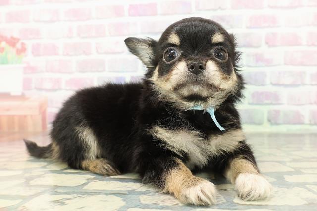 静岡県のチワワ(ロング) (Coo&RIKU藤枝店/2025年12月14日生まれ/男の子/ブラックタンホワイト)の子犬の3枚目の画像