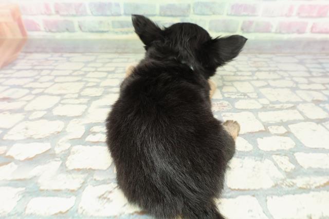 静岡県のチワワ(ロング) (Coo&RIKU藤枝店/2025年12月14日生まれ/男の子/ブラックタンホワイト)の子犬の4枚目の画像