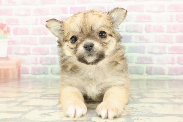 福島県のチワワ(ロング) (Coo&RIKU郡山店/2025年12月9日生まれ/女の子/レッドホワイト)の子犬の1枚目の画像