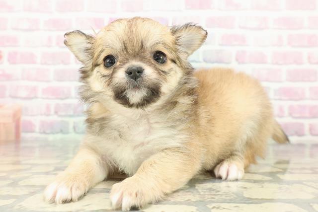 福島県のチワワ(ロング) (Coo&RIKU郡山店/2025年12月9日生まれ/女の子/レッドホワイト)の子犬の2枚目の画像