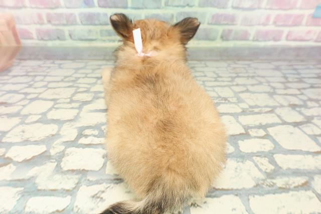 福島県のチワワ(ロング) (Coo&RIKU郡山店/2025年12月9日生まれ/女の子/レッドホワイト)の子犬の4枚目の画像