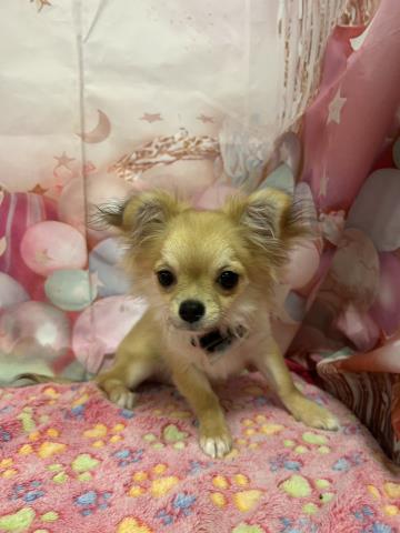 福島県のチワワ(ロング) (Coo&RIKU郡山店/2025年12月9日生まれ/女の子/レッドホワイト)の子犬の4枚目の画像