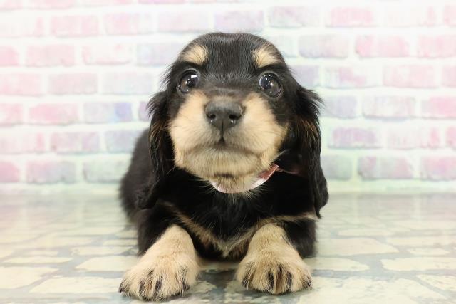 群馬県のミニチュアダックスフンド(ロング) (Coo&RIKU藤岡店/2025年12月6日生まれ/女の子/ブラックタン)の子犬の1枚目の画像