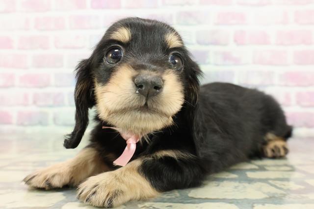 群馬県のミニチュアダックスフンド(ロング) (Coo&RIKU藤岡店/2025年12月6日生まれ/女の子/ブラックタン)の子犬の2枚目の画像