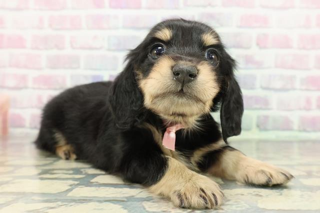 群馬県のミニチュアダックスフンド(ロング) (Coo&RIKU藤岡店/2025年12月6日生まれ/女の子/ブラックタン)の子犬の3枚目の画像