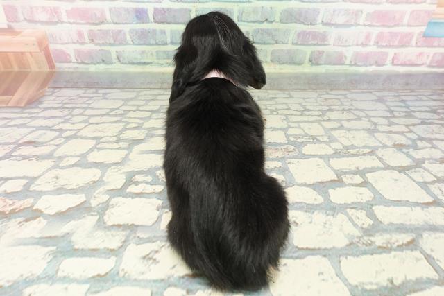 群馬県のミニチュアダックスフンド(ロング) (Coo&RIKU藤岡店/2025年12月6日生まれ/女の子/ブラックタン)の子犬の4枚目の画像