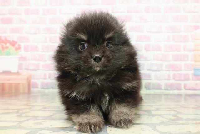 神奈川県のポメラニアン (Coo&RIKU横浜旭店/2025年12月15日生まれ/男の子/ブラックタン)の子犬