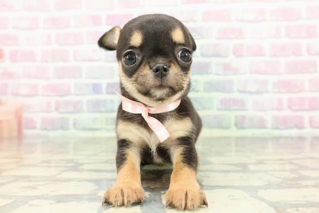 東京都のチワワ(スムース) (Coo&RIKU武蔵小山店/2025年12月16日生まれ/女の子/ブラックタンホワイト)の子犬