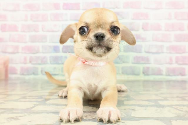 東京都のチワワ(スムース) (Coo&RIKU秋葉原店/2025年12月16日生まれ/女の子/フォーンホワイト)の子犬の1枚目の画像