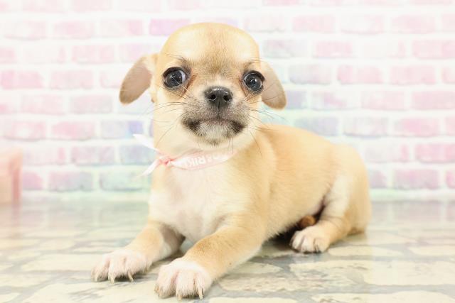 東京都のチワワ(スムース) (Coo&RIKU秋葉原店/2025年12月16日生まれ/女の子/フォーンホワイト)の子犬の2枚目の画像