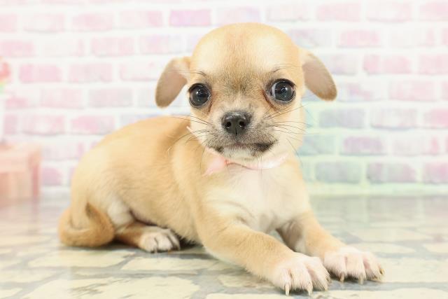 東京都のチワワ(スムース) (Coo&RIKU秋葉原店/2025年12月16日生まれ/女の子/フォーンホワイト)の子犬の3枚目の画像