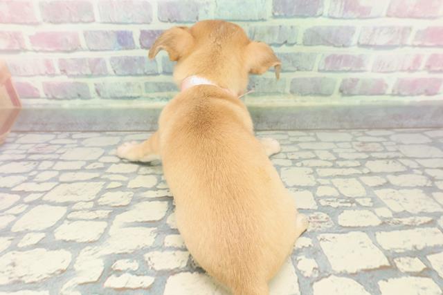 東京都のチワワ(スムース) (Coo&RIKU秋葉原店/2025年12月16日生まれ/女の子/フォーンホワイト)の子犬の4枚目の画像