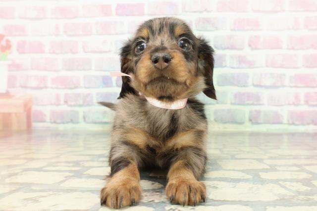 神奈川県のミニチュアダックスフンド(ロング) (Coo&RIKU相模原店/2025年12月15日生まれ/女の子/シルバーダップル)の子犬の1枚目の画像