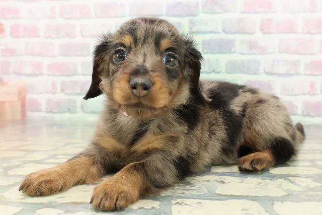 神奈川県のミニチュアダックスフンド(ロング) (Coo&RIKU相模原店/2025年12月15日生まれ/女の子/シルバーダップル)の子犬の2枚目の画像