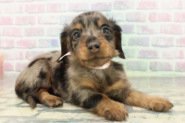 神奈川県のミニチュアダックスフンド(ロング) (Coo&RIKU相模原店/2025年12月15日生まれ/女の子/シルバーダップル)の子犬の3枚目の画像