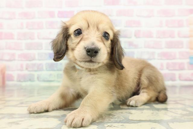 東京都のカニンヘンダックスフンド(ロング) (Coo&RIKU福生店/2025年12月16日生まれ/男の子/シェーデットイエロー)の子犬の2枚目の画像