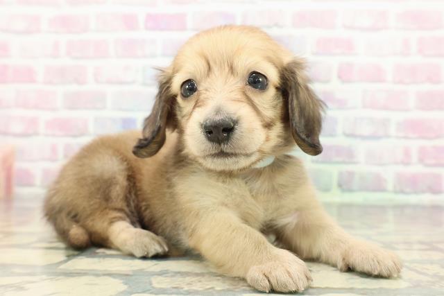 東京都のカニンヘンダックスフンド(ロング) (Coo&RIKU福生店/2025年12月16日生まれ/男の子/シェーデットイエロー)の子犬の3枚目の画像