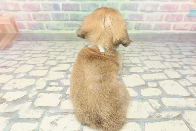 東京都のカニンヘンダックスフンド(ロング) (Coo&RIKU福生店/2025年12月16日生まれ/男の子/シェーデットイエロー)の子犬の4枚目の画像