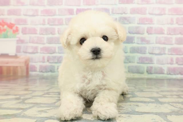 トイ・プードル