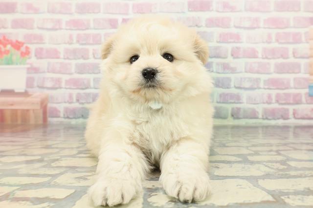 神奈川県のポメプー(ポメラニアン×プードル) (Coo&RIKU横浜旭店/2025年12月14日生まれ/男の子/クリーム)の子犬