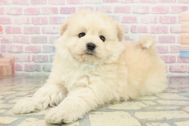 神奈川県のポメプー(ポメラニアン×プードル) (Coo&RIKU横浜旭店/2025年12月14日生まれ/男の子/クリーム)の子犬の2枚目の画像