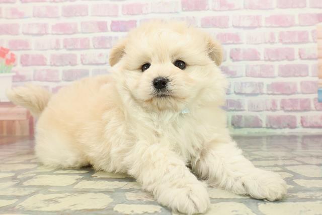 神奈川県のポメプー(ポメラニアン×プードル) (Coo&RIKU横浜旭店/2025年12月14日生まれ/男の子/クリーム)の子犬の3枚目の画像