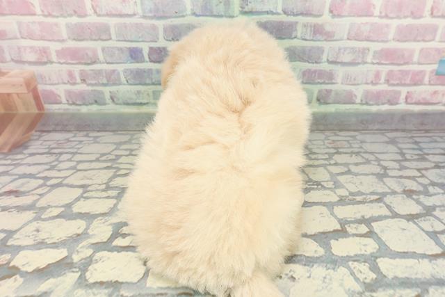 神奈川県のポメプー(ポメラニアン×プードル) (Coo&RIKU横浜旭店/2025年12月14日生まれ/男の子/クリーム)の子犬の4枚目の画像