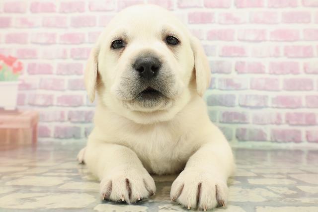 埼玉県のラブラドールレトリーバー (Coo&RIKU春日部店/2025年12月15日生まれ/女の子/イエロー)の子犬の1枚目の画像