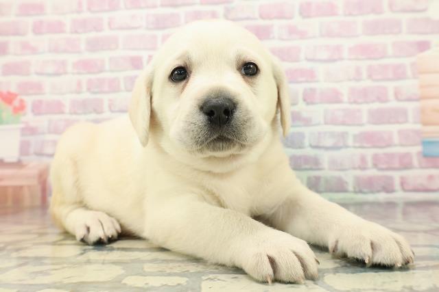 埼玉県のラブラドールレトリーバー (Coo&RIKU春日部店/2025年12月15日生まれ/女の子/イエロー)の子犬の3枚目の画像