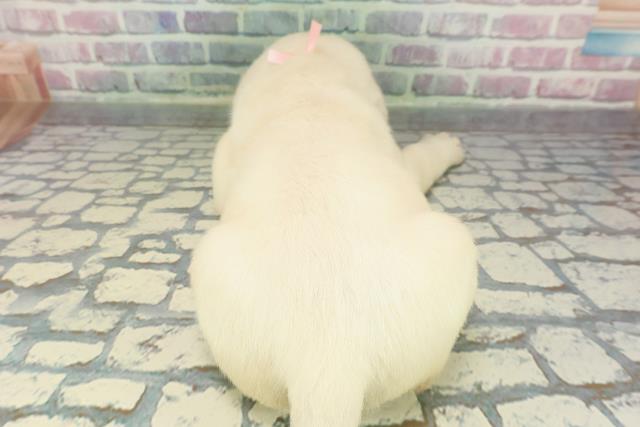 埼玉県のラブラドールレトリーバー (Coo&RIKU春日部店/2025年12月15日生まれ/女の子/イエロー)の子犬の4枚目の画像