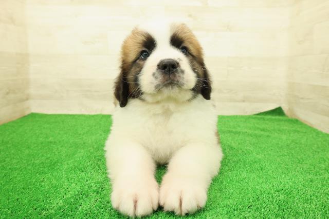 埼玉県のセントバーナード (Coo&RIKU春日部店/2025年12月16日生まれ/男の子/ブラウンホワイト)の子犬