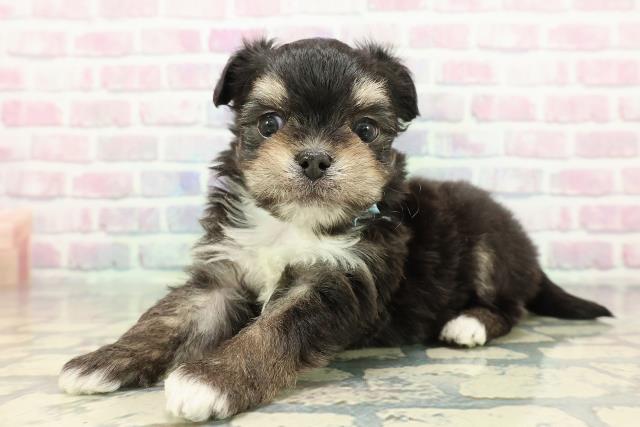 群馬県のチワマル/マルチワ(チワワ×マルチーズ) (Coo&RIKU前橋店/2025年12月16日生まれ/男の子/ブラックタンホワイト)の子犬の2枚目の画像