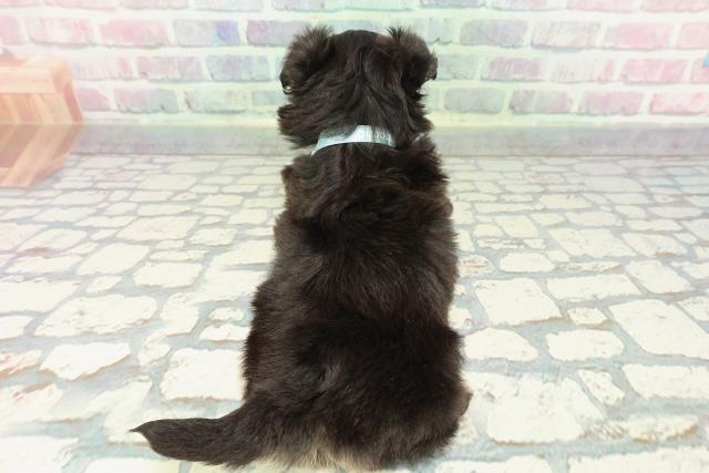 群馬県のチワマル/マルチワ(チワワ×マルチーズ) (Coo&RIKU前橋店/2025年12月16日生まれ/男の子/ブラックタンホワイト)の子犬の4枚目の画像