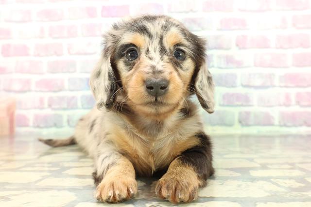 神奈川県のカニンヘンダックスフンド(ロング) (Coo&RIKU相模原店/2025年12月16日生まれ/女の子/シルバーダップル)の子犬