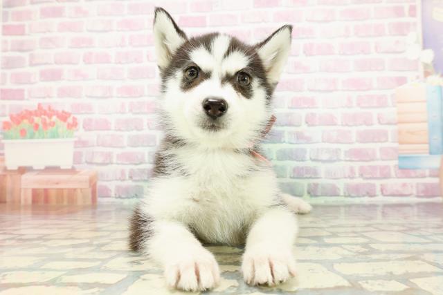 2025年12月16日生まれのシベリアンハスキー