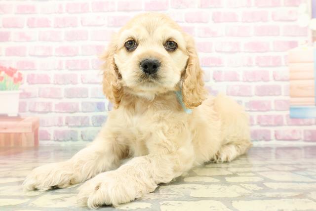 千葉県のアメリカンコッカースパニエル (Coo&RIKU東船橋店/2025年12月15日生まれ/男の子/バフ)の子犬の2枚目の画像