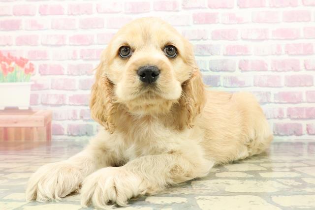 静岡県のアメリカンコッカースパニエル (Coo&RIKU浜松店/2025年12月15日生まれ/男の子/バフ)の子犬の2枚目の画像