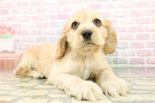 静岡県のアメリカンコッカースパニエル (Coo&RIKU浜松店/2025年12月15日生まれ/男の子/バフ)の子犬の3枚目の画像